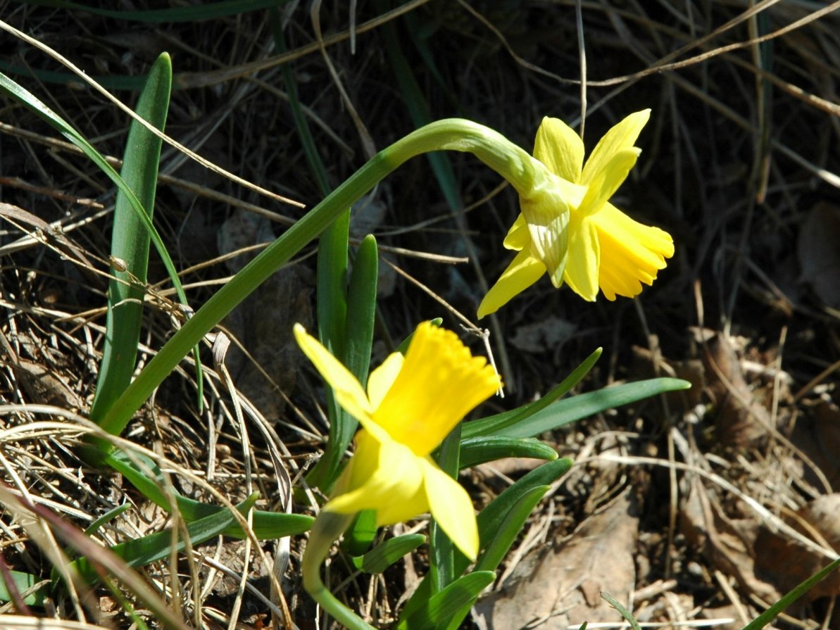 Narcissus pseudonarcissus